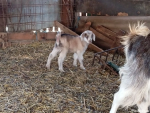 Vând căprioare  - imagine 4