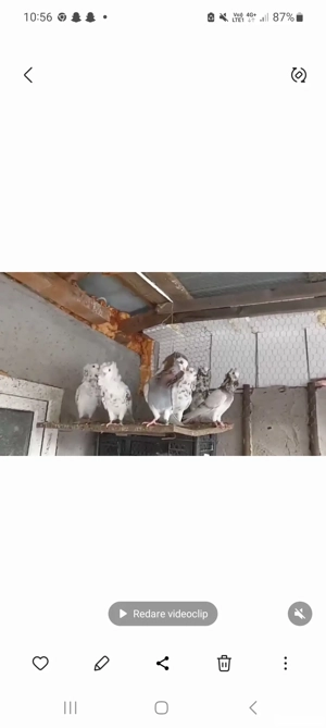 porumbei Capucino - imagine 4