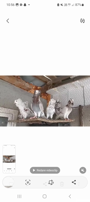 porumbei Capucino - imagine 3