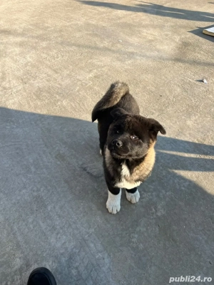 Pui akita american 3 luni, vaccinat si deparazitat - imagine 2