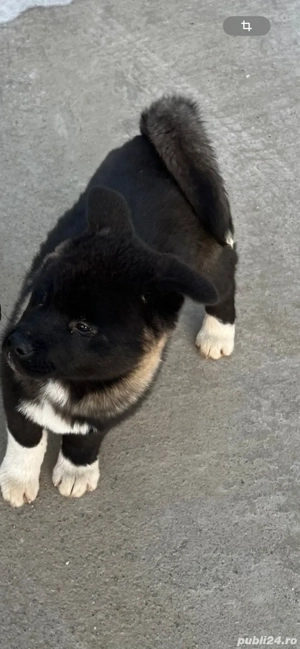 Pui akita american 3 luni, vaccinat si deparazitat - imagine 3