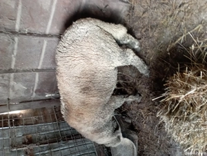 De vânzare berbec  - imagine 2