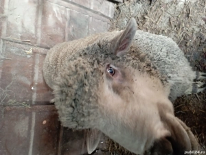 De vânzare berbec  - imagine 5