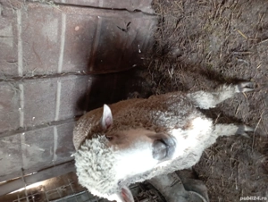 De vânzare berbec  - imagine 4