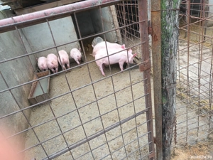 Se vând purcei crescuți bio - imagine 3