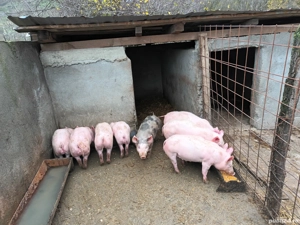 Se vând purcei crescuți bio - imagine 2