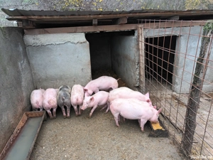 Se vând purcei crescuți bio