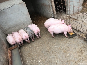 Se vând purcei crescuți bio - imagine 4