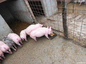 Se vând purcei crescuți bio - imagine 5