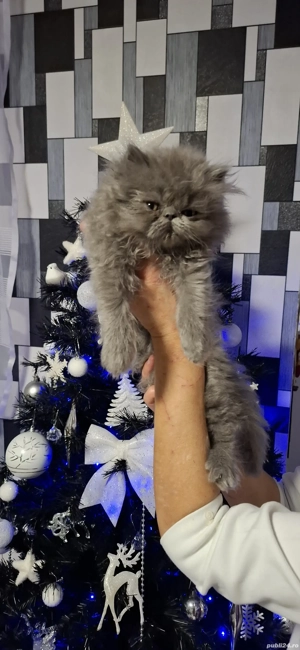 Pisicuțe frumoase.  - imagine 2