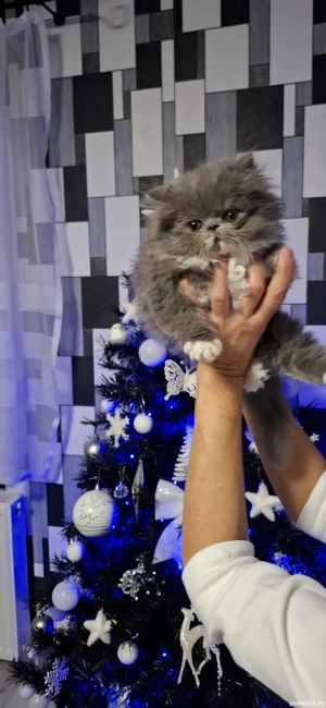 Pisicuțe frumoase.  - imagine 5