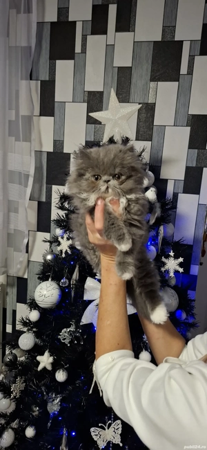 Pisicuțe frumoase.  - imagine 3