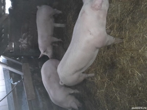 porci de vinzare  - imagine 2