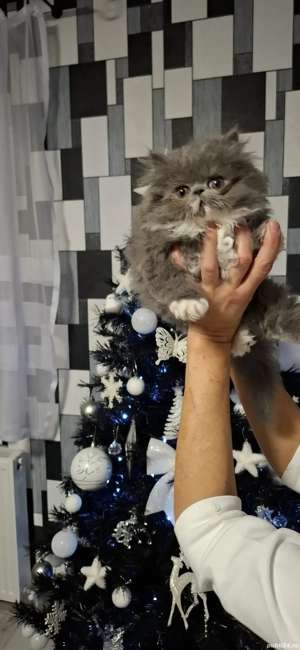 Pisicuțe frumoase.  - imagine 4