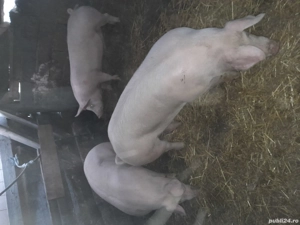 porci de vinzare