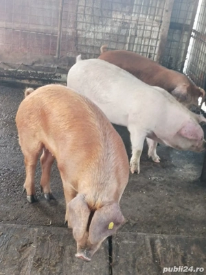 Porci 110-140 kg - imagine 2