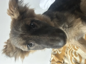 Pui ciobănesc german de vânzare 