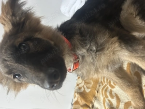 Pui ciobănesc german de vânzare  - imagine 5