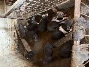 Purcei  mangalița  Bazna și clasici de casă 