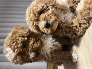 Puii Caniche Pudel Roscat - imagine 2