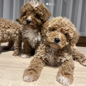 Puii Caniche Pudel Roscat - imagine 4