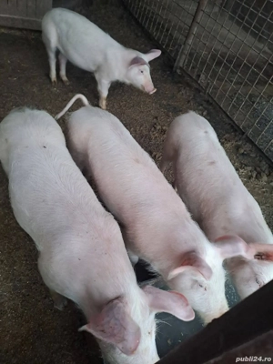 40-45-50 kg castrați..