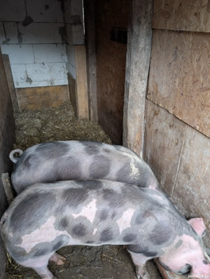 Scrofițe metis Pietrain de 85 de kg