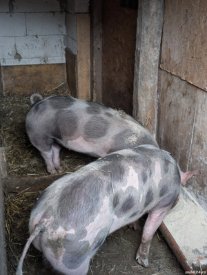 Scrofițe metis Pietrain de 85 de kg - imagine 2