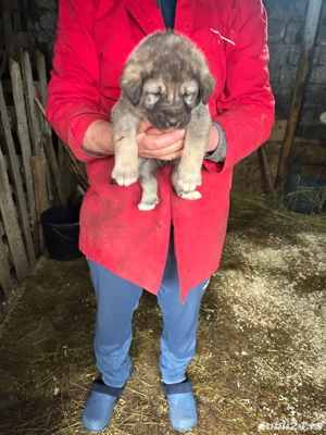 Ciobanesc românesc - imagine 2