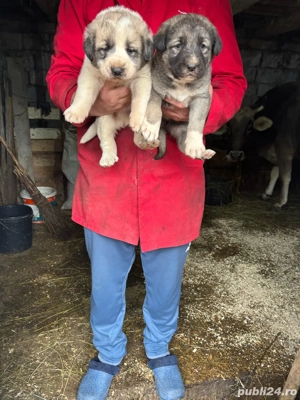 Ciobanesc românesc - imagine 3