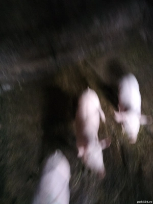 Purcei de vanzare - imagine 2