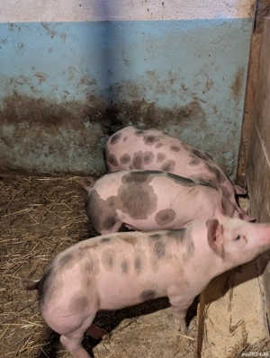 Purcei de 12 săptămâni  - imagine 4