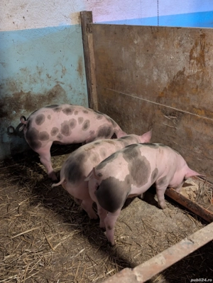 Purcei de 12 săptămâni  - imagine 3