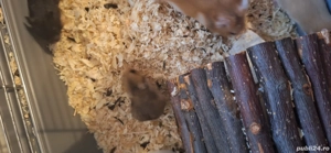 Hamsteri sirieni jucăuși și drăguți  - imagine 5