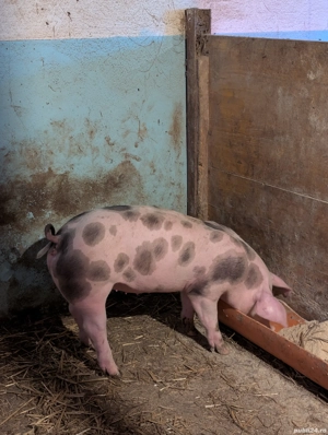 Purcei de 12 săptămâni  - imagine 2