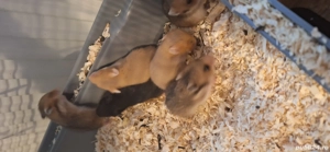 Hamsteri sirieni jucăuși și drăguți  - imagine 3