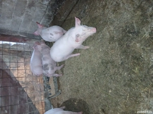 Purcei de vânzare  - imagine 2