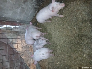 Purcei de vânzare  - imagine 3