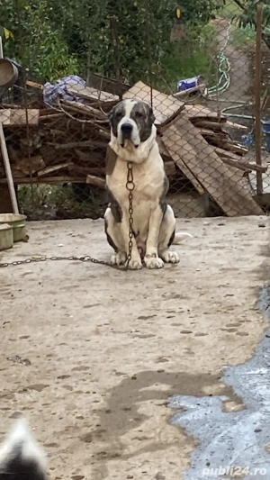 Ciobănesc de Asia centrală 