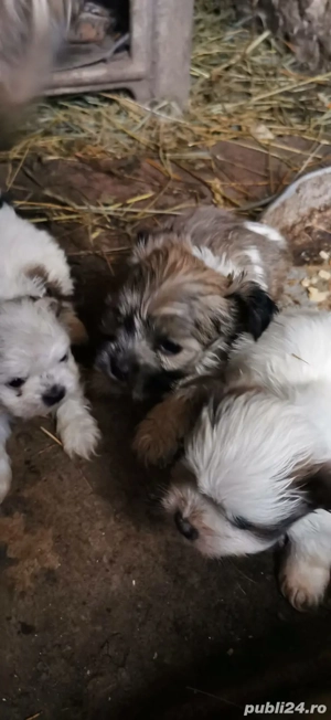 Vand căței Bichon Havanez - imagine 4