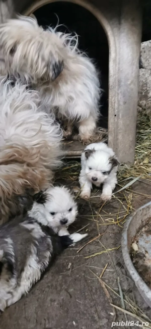 Vand căței Bichon Havanez - imagine 3