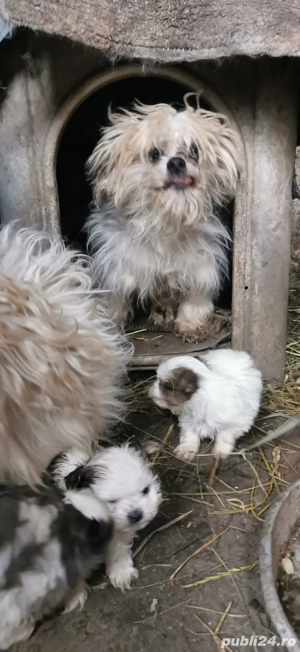 Vand căței Bichon Havanez - imagine 2