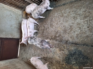 vand purcei - imagine 2