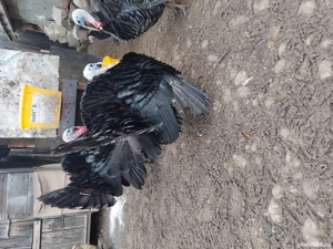 Curcani românesc  - imagine 2