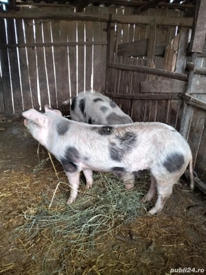 Porci cu greutatea între 70 și 100 kg  - imagine 3
