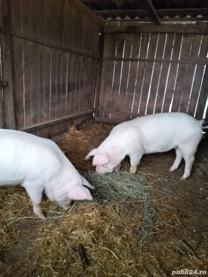 Porci cu greutatea între 70 și 100 kg  - imagine 2