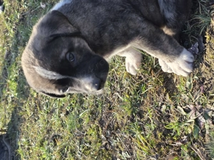 Femela metis alabai cu 5 pui mici de vanzare - imagine 4