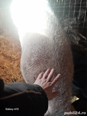 Purcea are un an - imagine 2