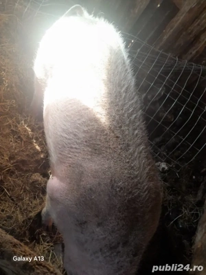 Purcea are un an - imagine 3