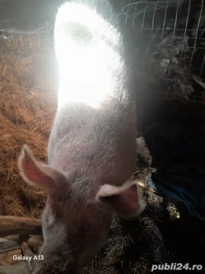 Purcea are un an - imagine 4